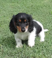 Roxie Male 1, a male Miniature Dachshund for sale in Big Cabin, OK – 1 of 3