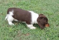 Roxie Female 4, a female Miniature Dachshund for sale in Big Cabin, OK – 2 of 3