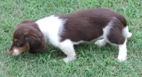 Roxie Female 4, a female Miniature Dachshund for sale in Big Cabin, OK – 2 of 6