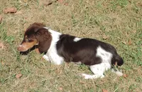 Roxie Male 3, a male Miniature Dachshund for sale in Big Cabin, OK – 3 of 9