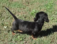 Lila Mae Female 1, a female Miniature Dachshund for sale in Big Cabin, OK – 3 of 3