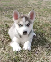 Ginger Female 6, a female Siberian Husky for sale in Big Cabin, OK – Photo 1 of 3