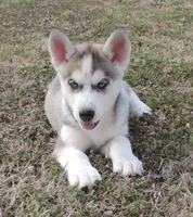 Ginger Female 6, a female Siberian Husky for sale in Big Cabin, OK – Photo 3 of 3