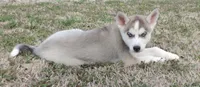 Ginger Female 6, a female Siberian Husky for sale in Big Cabin, OK – Photo 2 of 3