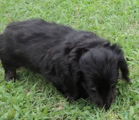 MB Male 1, a male Miniature Dachshund for sale in Big Cabin, OK – 2 of 3