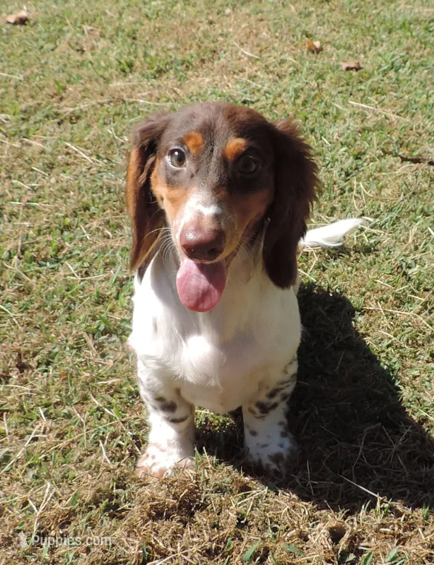 Roxie Male 3 – Miniature Dachshund puppy for sale in Big Cabin, OK