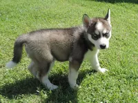 P Female 4, a female Siberian Husky for sale in Big Cabin, OK – 1 of 3