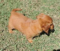 Coral female 2, a female Miniature Dachshund for sale in Big Cabin, OK – 2 of 3