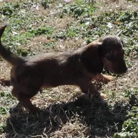 Coral Male 3, a male Miniature Dachshund for sale in Big Cabin, OK – Photo 2 of 3