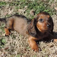 Coral Male 3, a male Miniature Dachshund for sale in Big Cabin, OK – Photo 1 of 3
