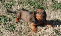 Coral Male 3, a male Miniature Dachshund for sale in Big Cabin, OK – Photo 1 of 3