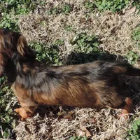 Coral Male 3, a male Miniature Dachshund for sale in Big Cabin, OK – Photo 3 of 3