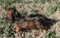 Coral Male 3, a male Miniature Dachshund for sale in Big Cabin, OK – Photo 3 of 3
