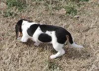 Lila Female 2, a female Miniature Dachshund for sale in Big Cabin, OK – Photo 2 of 6