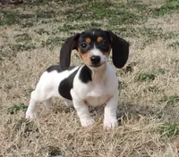 Lila Female 2, a female Miniature Dachshund for sale in Big Cabin, OK – Photo 3 of 6