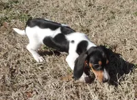 Lila Female 2, a female Miniature Dachshund for sale in Big Cabin, OK – Photo 6 of 6