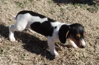 Lila Female 2, a female Miniature Dachshund for sale in Big Cabin, OK – Photo 5 of 6