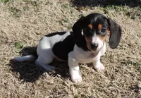 Lila Female 2, a female Miniature Dachshund for sale in Big Cabin, OK – Photo 4 of 6