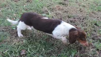 Roxie Male 3, a male Miniature Dachshund for sale in Big Cabin, OK – 3 of 9