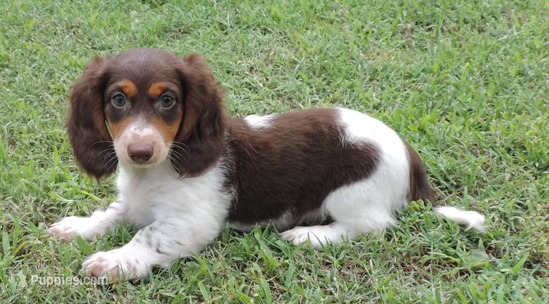 Roxie Male 3 – Miniature Dachshund puppy for sale in Big Cabin, OK