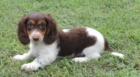 Roxie Male 3, a male Miniature Dachshund for sale in Big Cabin, OK – 1 of 3