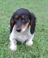 Roxie Male 1, a male Miniature Dachshund for sale in Big Cabin, OK – 3 of 6