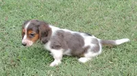 Female 5, a female Miniature Dachshund for sale in Big Cabin, OK – 3 of 3