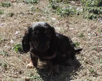 Coral Female 4, a male Miniature Dachshund for sale in Big Cabin, OK – Photo 2 of 3