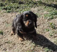 Coral Female 4, a male Miniature Dachshund for sale in Big Cabin, OK – Photo 1 of 3