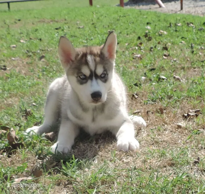 Suzie Female 4 – Siberian Husky puppy for sale in Big Cabin, OK