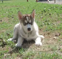 Suzie Female 4, a female Siberian Husky for sale in Big Cabin, OK – 1 of 3