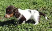 Cookie Female 3, a female Miniature Dachshund for sale in Big Cabin, OK – 2 of 3
