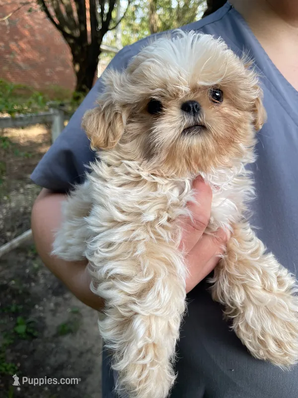 Butermilk - Imperial – Shih Tzu puppy for sale in Oxford, MS