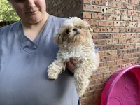 Butermilk, a male Shih Tzu for sale in Oxford, MS – 4 of 7