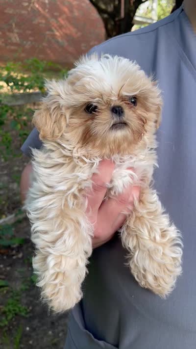 Butermilk, a male Shih Tzu for sale in Oxford, MS – 5 of 7