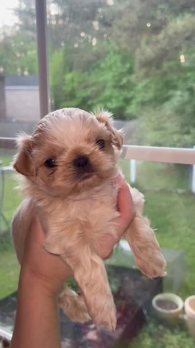Butermilk - Imperial, a male Shih Tzu for sale in Oxford, MS – 4 of 4