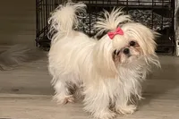 Baisy - T-Cup, a female Shih Tzu for sale in Oxford, MS – Photo 4 of 5