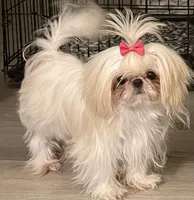 Baisy - T-Cup, a female Shih Tzu for sale in Oxford, MS – Photo 3 of 5