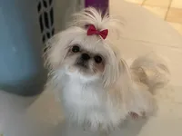 Baisy - T-Cup, a female Shih Tzu for sale in Oxford, MS – Photo 5 of 5