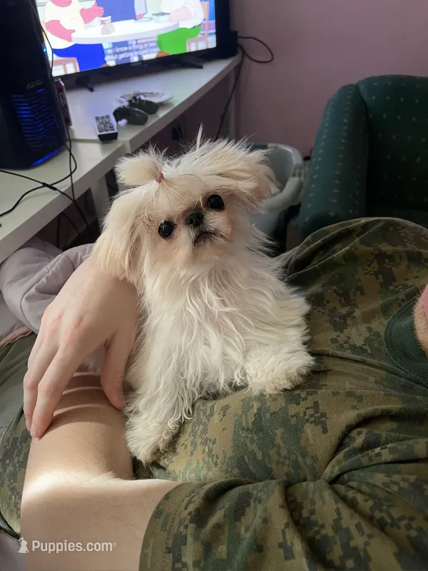 Baisy - T-Cup – Shih Tzu puppy on hold in Oxford, MS