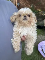 Butermilk, a male Shih Tzu for sale in Oxford, MS – 2 of 7