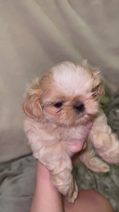 Butermilk - Imperial, a male Shih Tzu for sale in Oxford, MS – 2 of 4