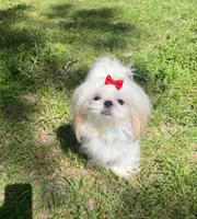 Praline AKC Embark Tested, a female Shih Tzu for sale in Oxford, MS – Photo 3 of 5