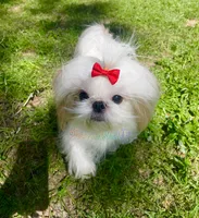 Praline AKC Embark Tested, a female Shih Tzu for sale in Oxford, MS – Photo 2 of 5