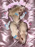 Praline AKC Embark Tested, a female Shih Tzu for sale in Oxford, MS – Photo 1 of 5