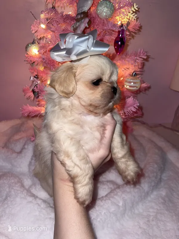 Custard AKC Embark Tested