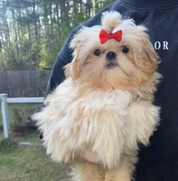 Marmalade AKC Imperial, a female Shih Tzu for sale in Oxford, MS – Photo 3 of 7