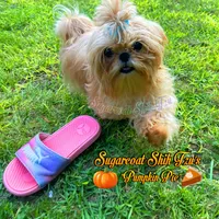 Marmalade AKC Imperial, a female Shih Tzu for sale in Oxford, MS – Photo 7 of 7