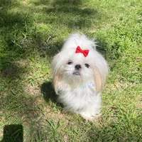 Marmalade AKC Imperial, a female Shih Tzu for sale in Oxford, MS – Photo 4 of 7