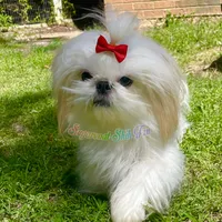 Marmalade AKC Imperial, a female Shih Tzu for sale in Oxford, MS – Photo 5 of 7